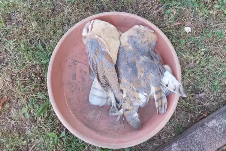 Die beiden Schleiereulen hatten wohl vergiftete Mäuse gefressen. 