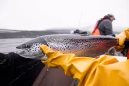 Die Beauty-Szene hat ganz neue Qualitäten an einem Lachs endeckt. 