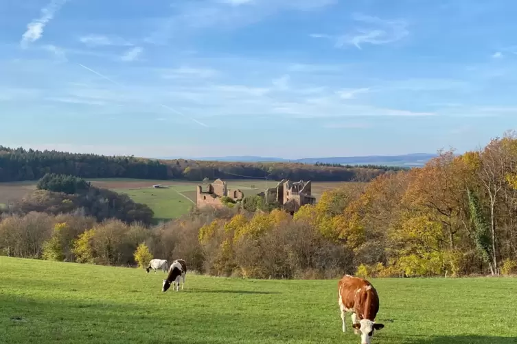 Burgruine Montfort bei Hallgarten aus der Ferne mit Kühen im Vordergrund