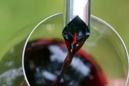 Bonarda oder Douce Noir heißt die Rebsorte, um die es in unserem Weintipp heute geht. 