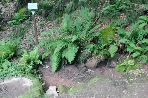 Seit mehreren Tagen führt der Bösbrunnen im Blümelstal kein Wasser mehr. Die Frage nach dem Warum ist noch offen. 