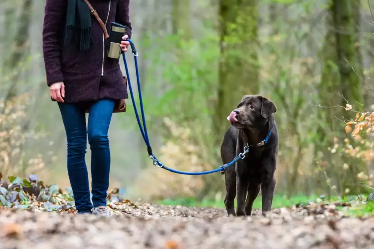 Hundebesitzer sollten außerhalb des Stadtgebiets ihr Tier nur von der Leine lassen, wenn es verlässlich auf Kommandos hört. 