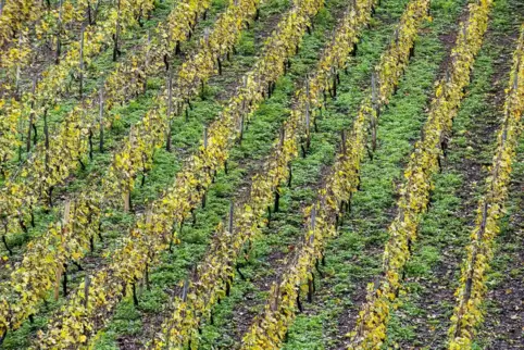 Auf dem aufgeschütteten Grundstück wurde ein Weinberg gepflanzt.