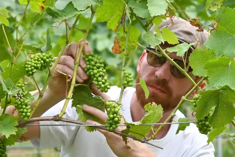 Ist alles gesund? Winzer Vincent Eymann kontrolliert die Beeren im Weingut in Gönnheim. 