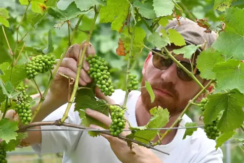 Ist alles gesund? Winzer Vincent Eymann kontrolliert die Beeren im Weingut in Gönnheim. 