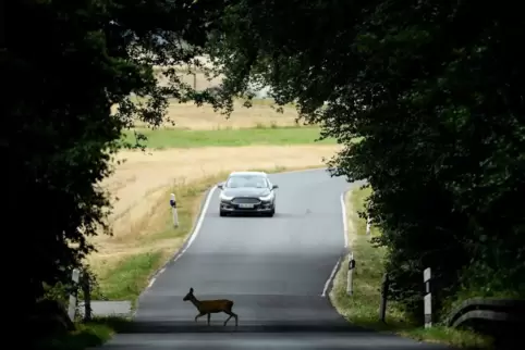 Reh läuft über Straße