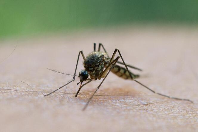 Blutsauger: Mücke sticht zu.