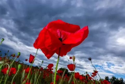 Mohnblüten vor dunklen Regenwolken