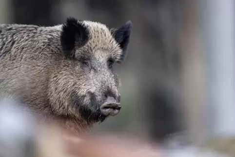 Afrikanische Schweinepest