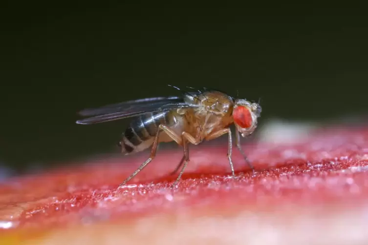 Für den Menschen harmlos: Die Fruchtfliege, hier in starker Vergrößerung, wird nur 2 bis 3 Millimeter groß.