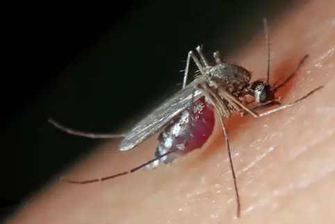 Eine Gemeine Stechmücke saugt Blut an einem Menschen.
