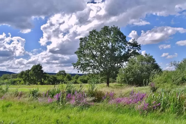 Vielfältig ist die Bruchlandschaft am Mittelgraben, wo im Sommer der Blutweiderich blüht.