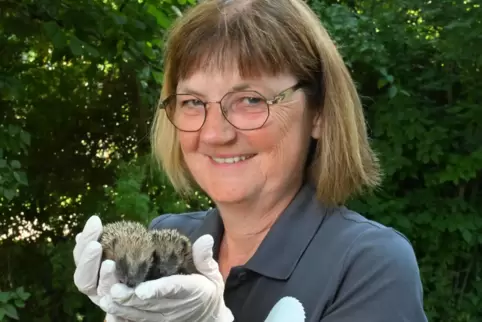 Eine Handvoll Igel: Nur rund 100 Gramm wiegen die beiden jüngsten Zugänge in der Haßlocher Igelstation. Zurzeit versorgt Claudia