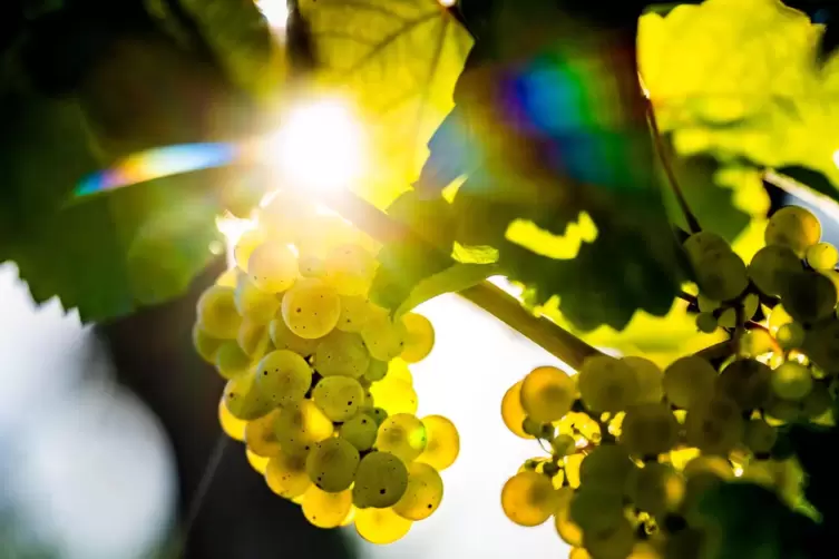 Einst waren Terroir-Weine ein kritisch beäugter Trend. Mittlerweile sind sie im Bewusstsein der Verbraucher angekommen.