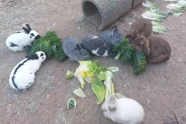 Der Betrieb des Tierheims läuft unter der kommissarischen Leitung von Nadine Bender weiter. Doch gesucht wird eine hauptberuflic