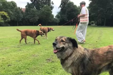 Ohne Leine: Hunde brauchen Platz, um sich austoben zu können.