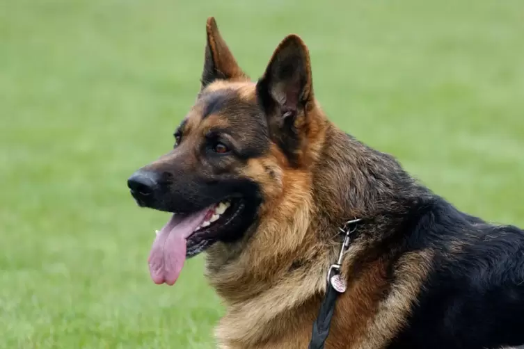 Der Schäferhund hatte sich losgerissen und einen anderen Hund im Nacken gepackt. 