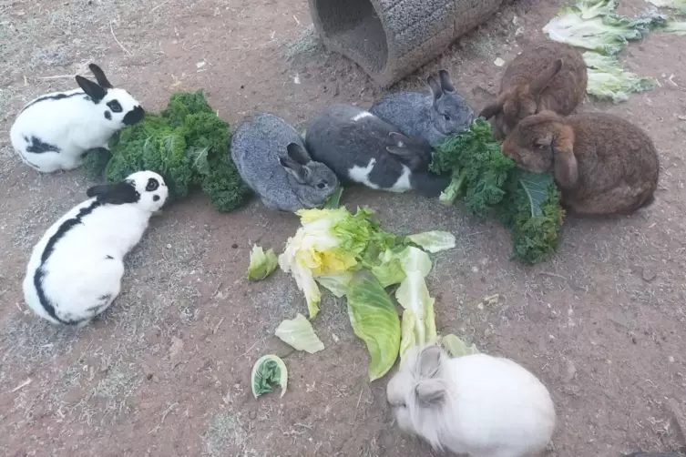 Der Betrieb des Tierheims Zweibrücken läuft unter der kommissarischen Leitung von Nadine Bender weiter. Doch gesucht wird eine h