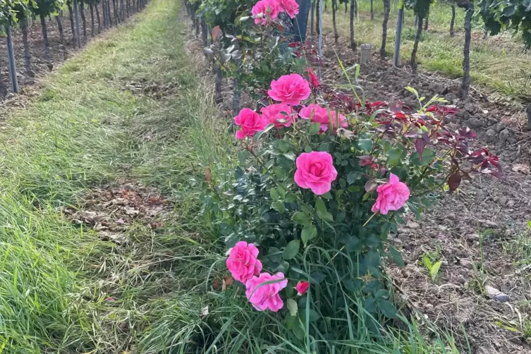  Besonderer Hintergrund: Rosen im Wingert.