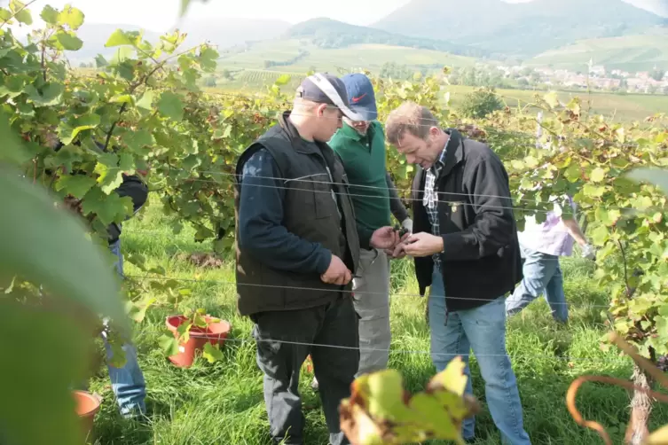 Auch die Arbeit im Weinberg lässt sich beim Spaziergang beobachten.