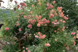 An diesem Rosenbogen entwickelten sich einen Sommer lang Marienkäfer.