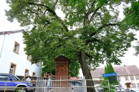 Geht in ihre letzten Tage: Die altehrwürdige, aber nicht mehr standsichere Linde am Niederauerbacher Denkmal wird nach dem Stadt