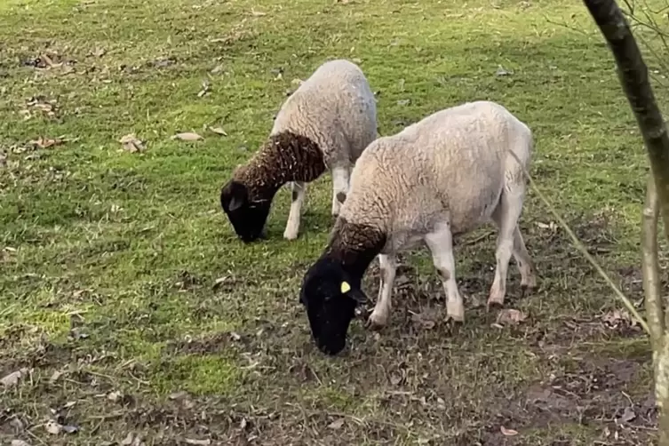 Unterwegs begegnen einem immer wieder Tiere.