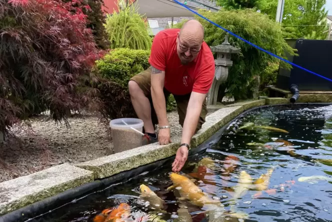 Exotisch bunt, aber handzahm: Besonders wenn es ans Füttern geht, tummeln sich die Koi scharenweise um Lothar Hög. Der Pirmasens