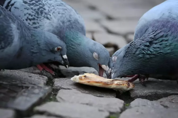 Damit die Tiere den vorgesehenen Taubenschlag nutzen, muss im Stadtgebiet ein striktes Fütterungsverbot eingehalten werden. 