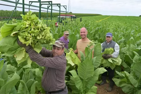 Es ist noch echte Handarbeit: Der Schwegenheimer Bauer Michael Schaurer (Mitte) mit seinen Mitarbeitern bei der Tabakernte