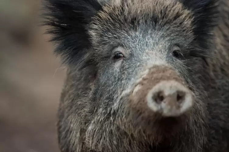 Die Afrikanische Schweinepest ist für ein Wildschwein fast immer tödlich. Eine Impfung gegen das Virus gibt es noch nicht. 