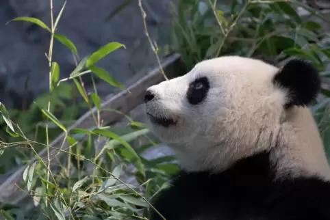 Ultraschall bei Panda-Dame Meng Meng