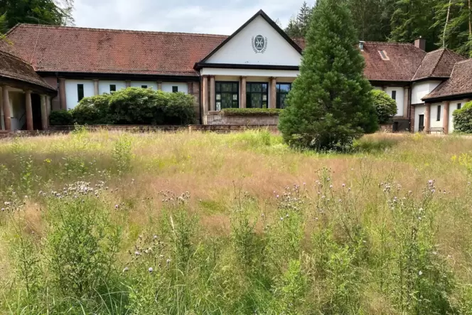 Die Magerwiese am Waldfriedhof gilt als idealer Lebensraum für Bienen und Schmetterlinge.