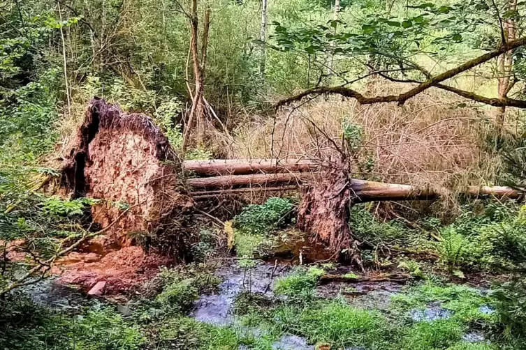 „Natur pur“, meint Hans-Walter Schulz über die Szenerie im Moosalbtal.