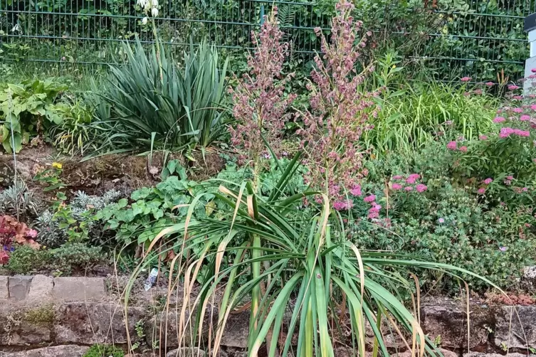 Die erste Blüte kam nach 20 Jahren: der Elefantenfuß im Garten von Familie Gries.