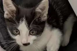 Alexandra und Bert Schiller vermuten ihr vermisstes Katerchen im Raum Zweibrücken. 