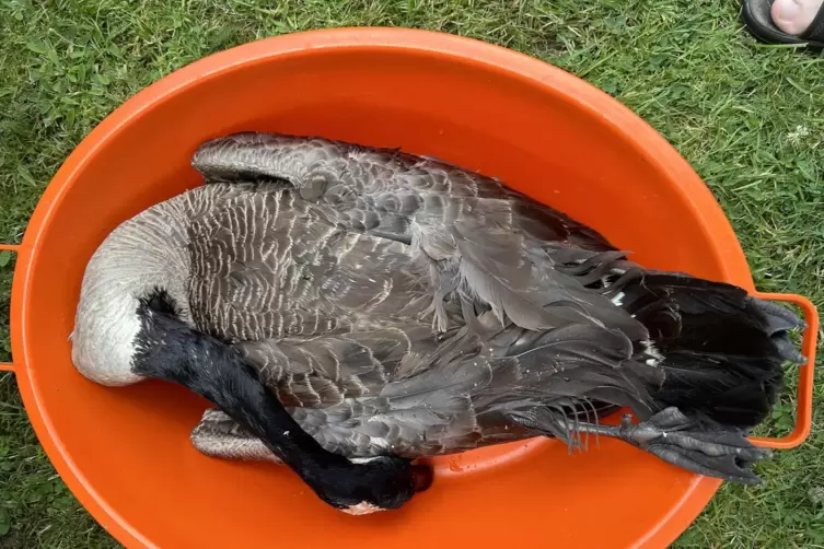 Diese Kanadagans lag tot im Sägmühlweiher. 