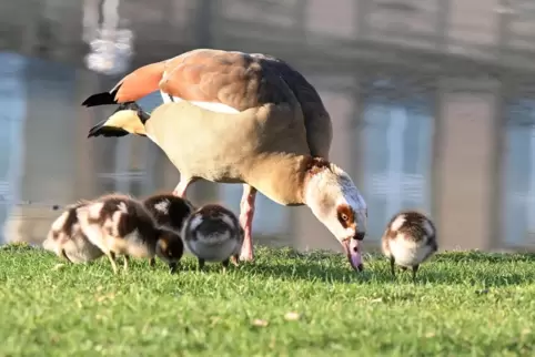 Nilgänse