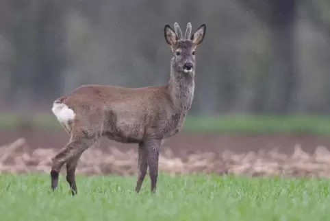 Ein Rehbock steht auf einem Acker