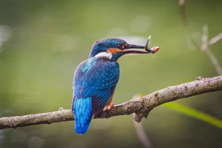 Diesen Eisvogel mit Beute hat Ulrich Flörchinger in der Nähe von Hanhofen fotografiert.