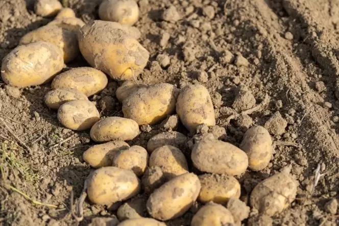 Bauern blicken mit Sorge auf Kartoffelernte