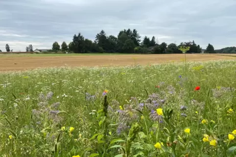 Prachtvoll anzusehen: Blühstreifen an einem Stoppelfeld am Rande der Mehlinger Heide. 