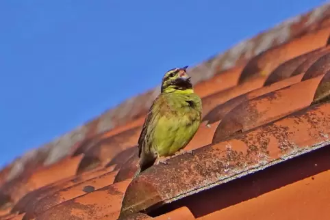 Die Zaunammer legt sich beim Singen mächtig ins Zeug.