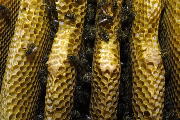 Bienen bauen doppelseitige Waben, die senkrecht konstruiet sind.