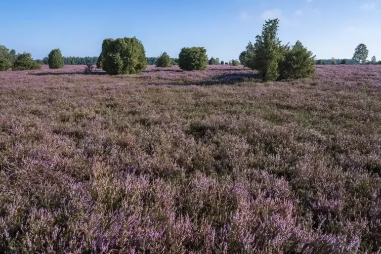 Blühende Besenheide (Calluna vulgaris) in der norddeutschen Tiefebene. Die wenig trockenresistenten Heidekräuter blühen in diese