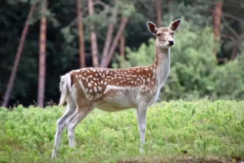  Damwild im Wild- und Wanderpark. 