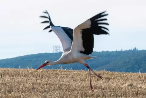 Im Landeanflug: In der Region fühlen sich Störche in den Sommermonaten besonders wohl. 