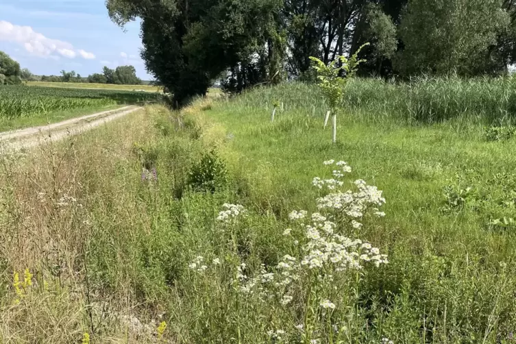 Zugewachsener Entwässerungsgraben: Wasser kann nicht ablaufen. 