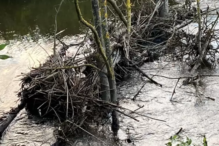 Ende Mai stand das Wasser in Neupotz und umliegenden Gemeinden hoch. 