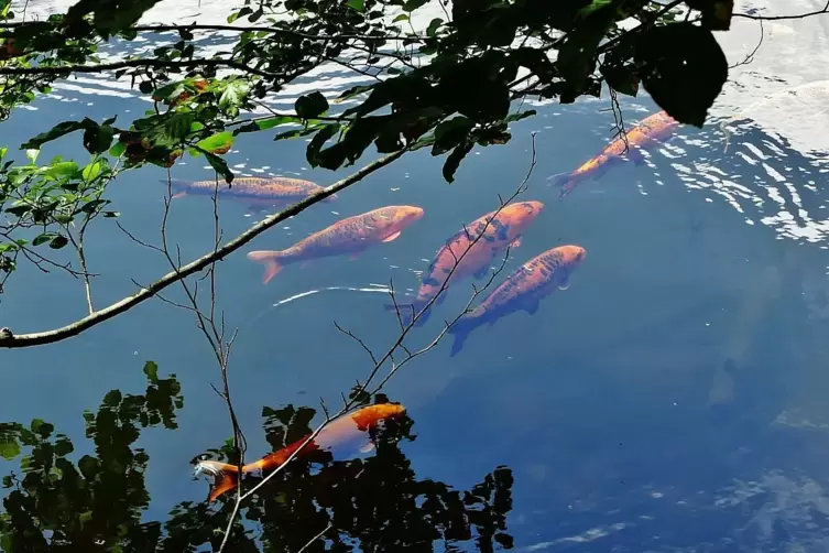 Kois im Isenachweiher.